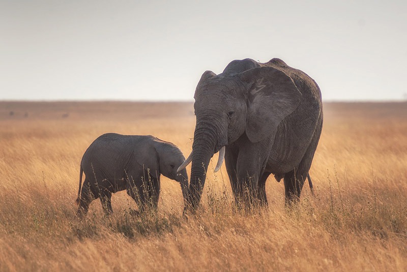 Elephant mother and calf in the grasses of the Serengeti, Tanzania