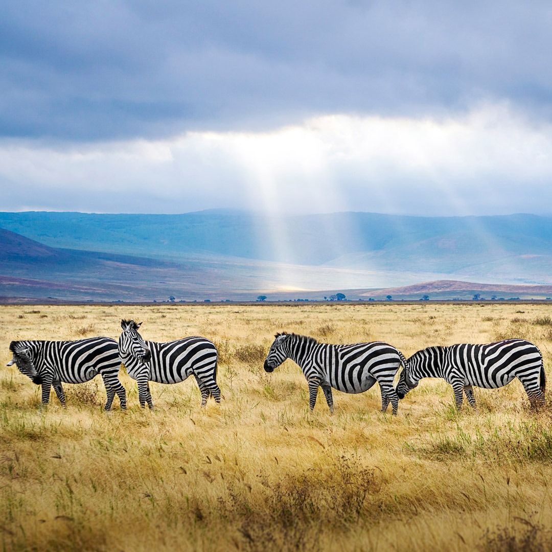Zebras on the floor of the Ngorongoro Crater, Tanzania