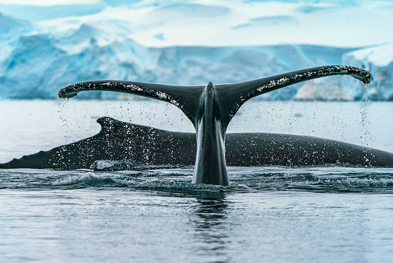 Breaching whales in front and an Antarctica glacier