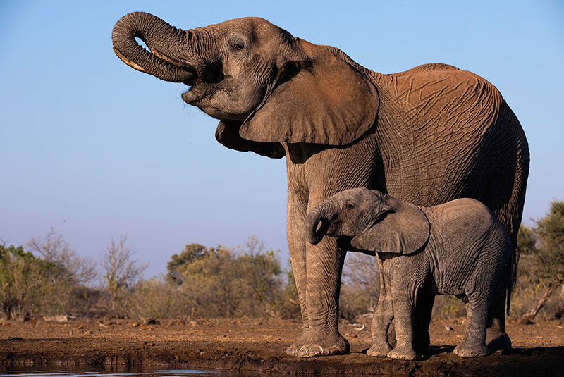 Adult and baby elephant drink at watering hole in Botswana