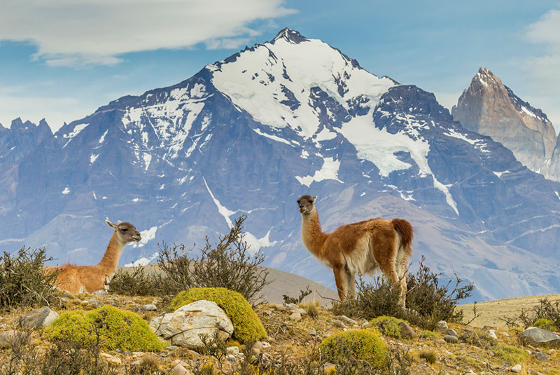 Guanacos at Torres Del Paine, Chile