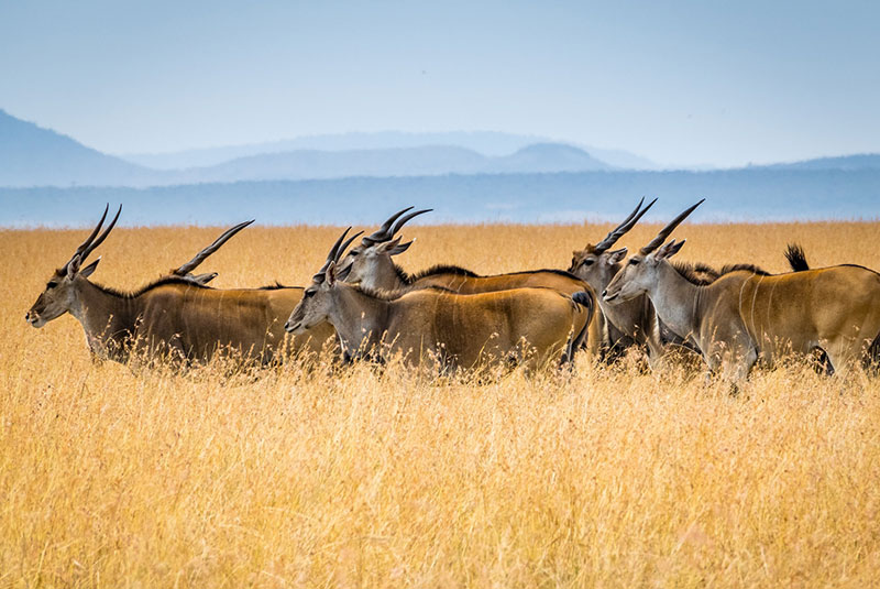 Antelope on a grassy plain in Kenya