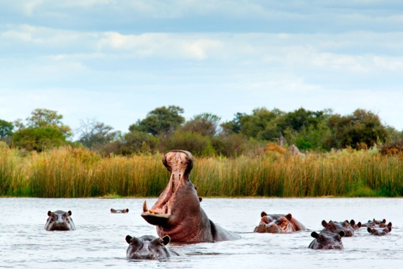 Belligerent hippo in the river in the Okavango Delta, Botswana