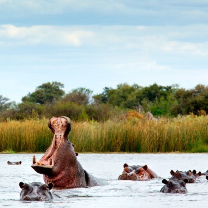 Belligerent hippo in the river in the Okavango Delta, Botswana