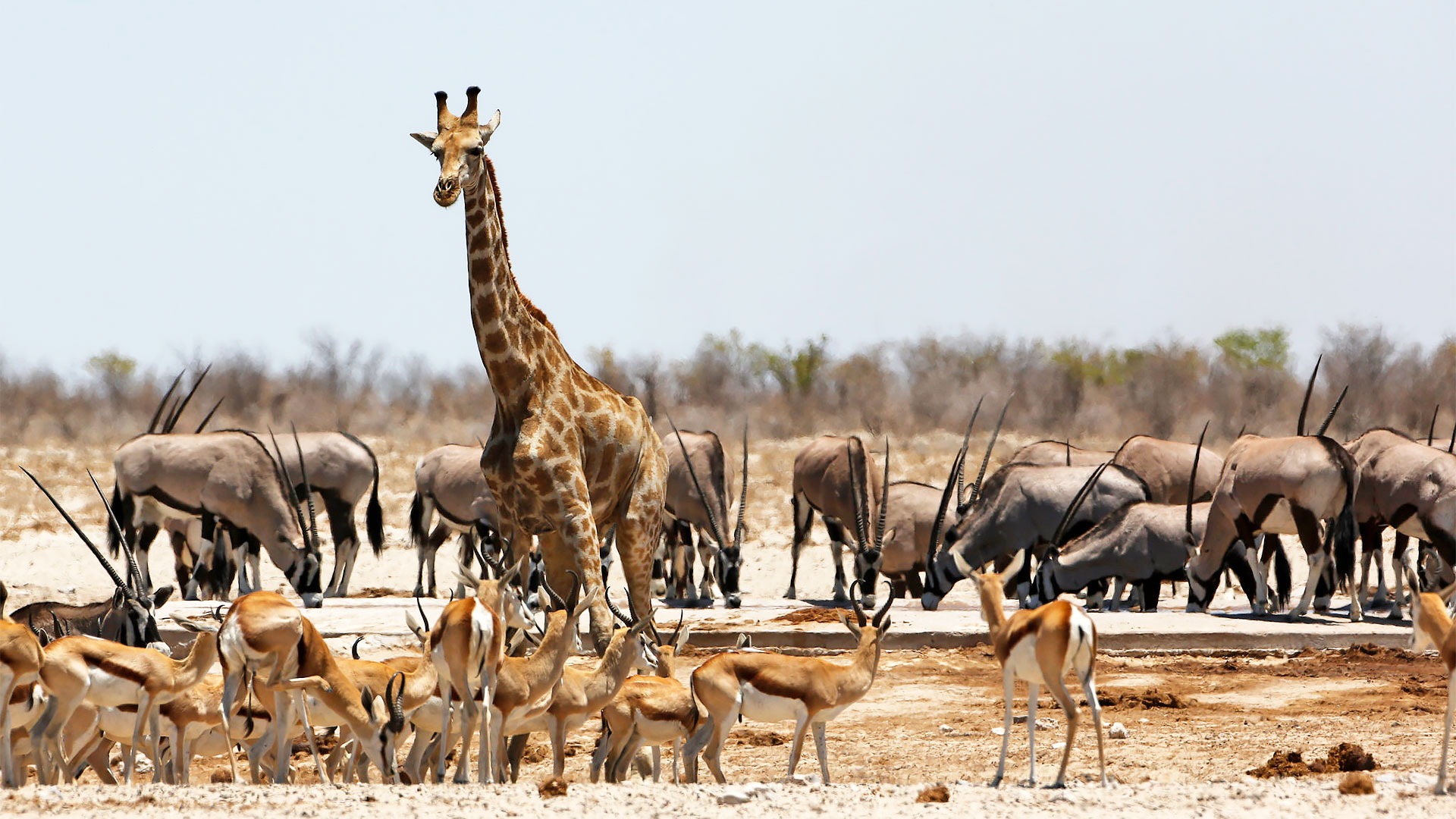 Oshana Wildlife - Namiba-Tourism-Board