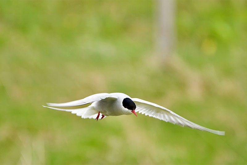 Iceland Arctic Tern Flying