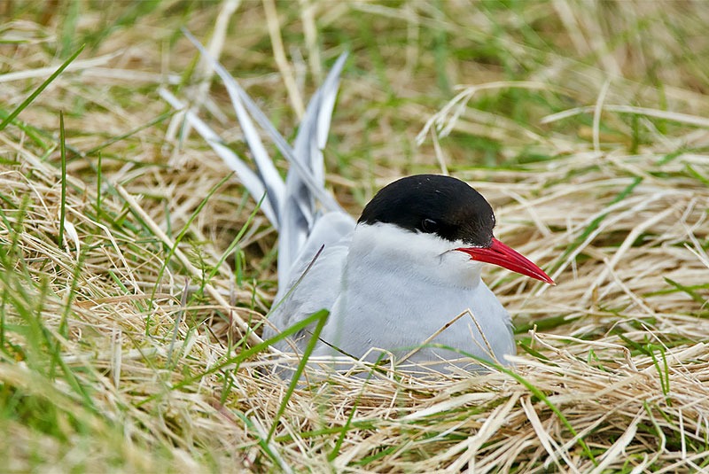 Iceland Arctic Tern in Nest