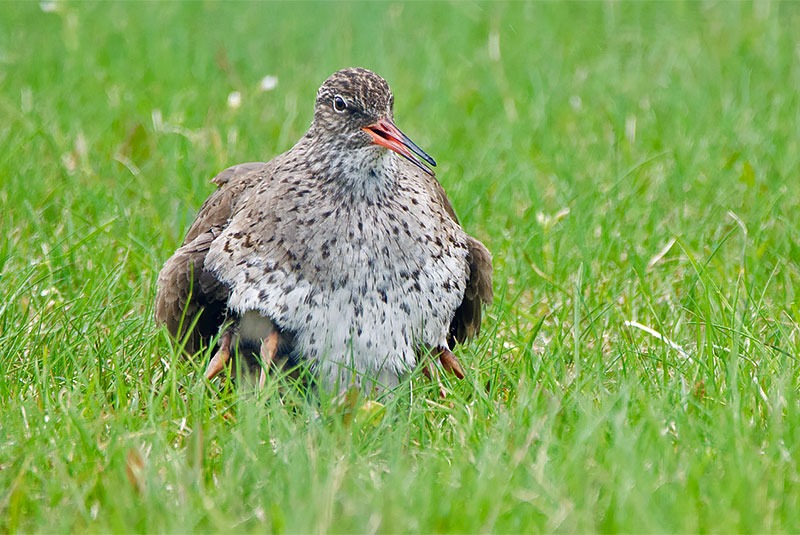 Iceland Common Redshank and chicks