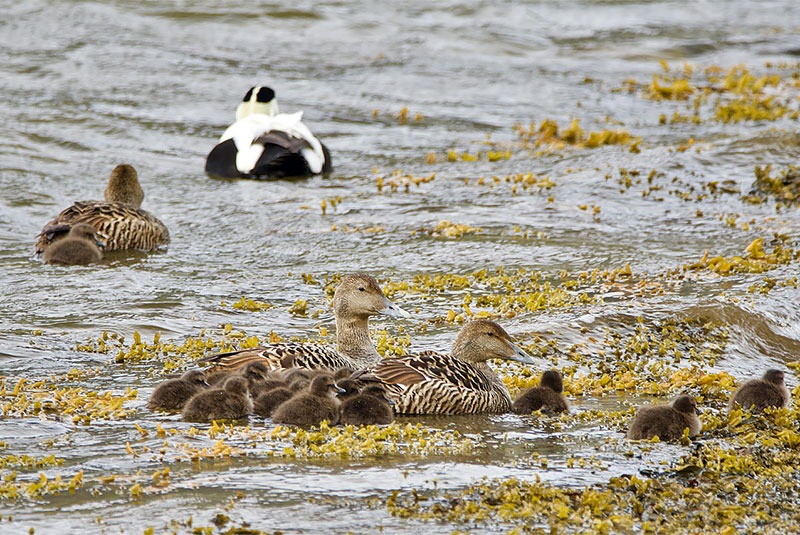Iceland Gadwalls and duckling