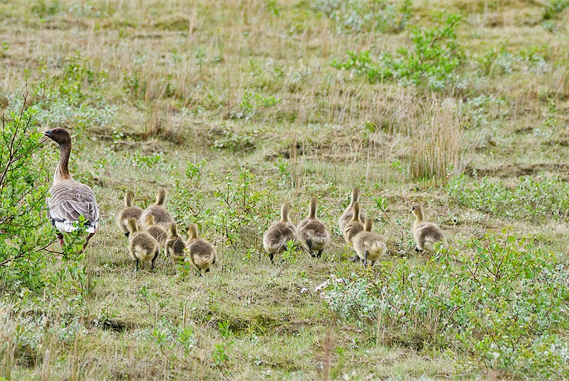 Iceland Pink footed Goose and goslings