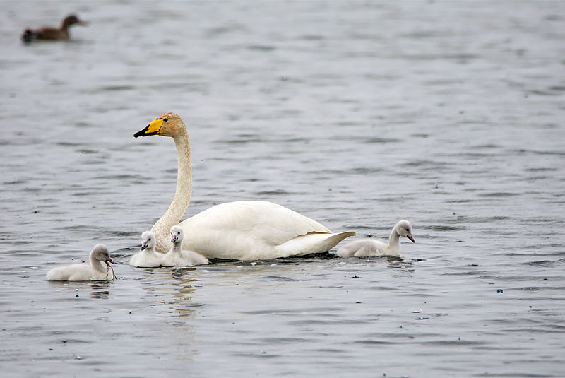 Iceland Whooper Swan and cygnets
