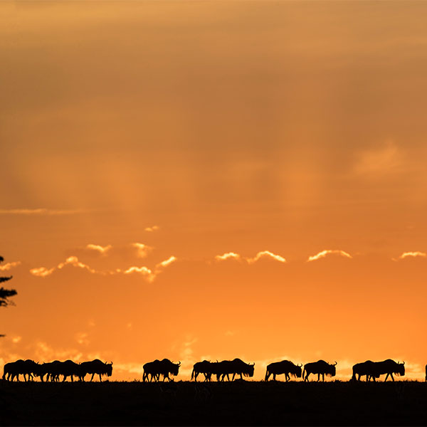 Kenya Maasai Mara National Reserve Sunrise