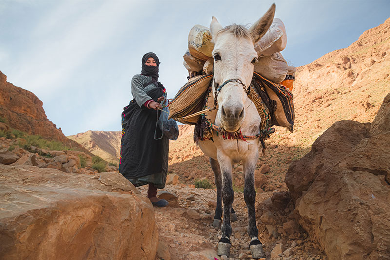 Morocco Berber Woman with Pack Mule