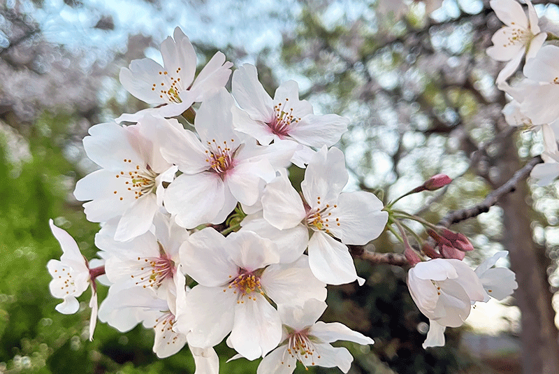 Cherry blossoms in Japan