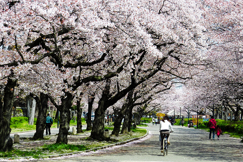 Cherry blossoms along a pedestrian lane in Osaka, Japan