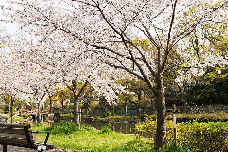 Cherry blossoms along the river in Osaka